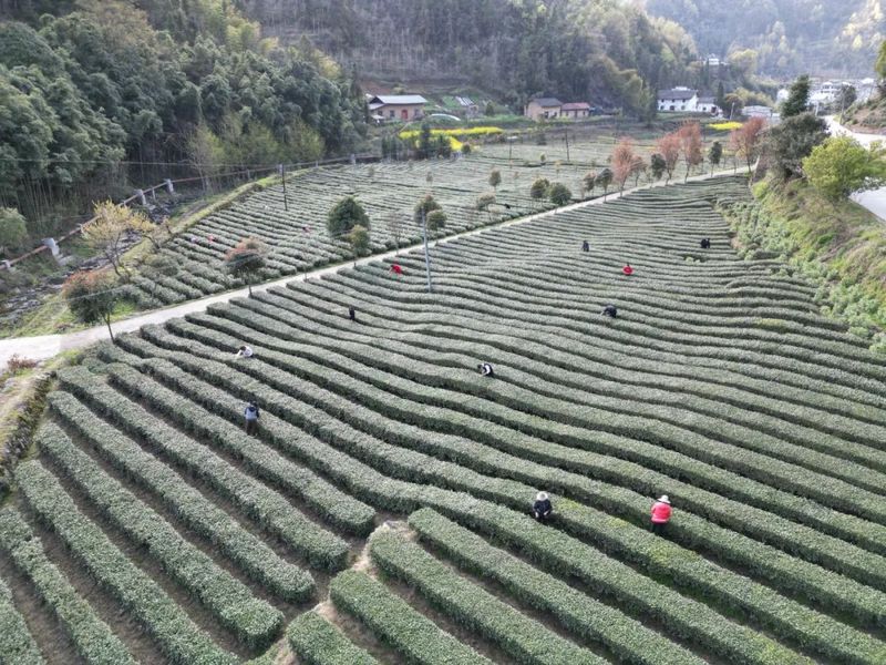 关于平利 又见春茶绿 十里闻茶香的最新消息