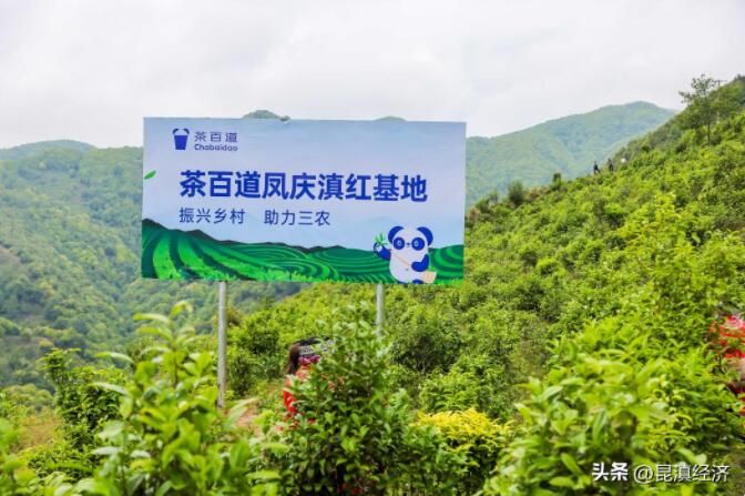 有关于云品出滇  “云茶码头”看昆明的内容(7)