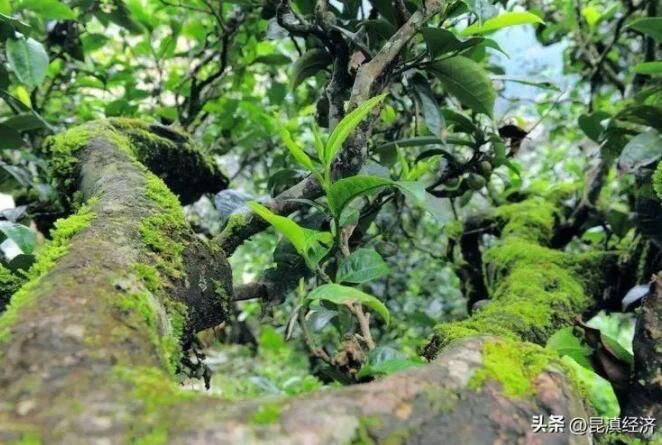 有关于云品出滇  “云茶码头”看昆明的内容