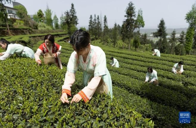 关于四川洪雅县 生态茶园茶飘香的信息