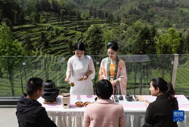 关于四川洪雅县 生态茶园茶飘香的信息(1)