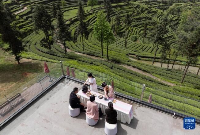 关于四川洪雅县 生态茶园茶飘香的信息(5)