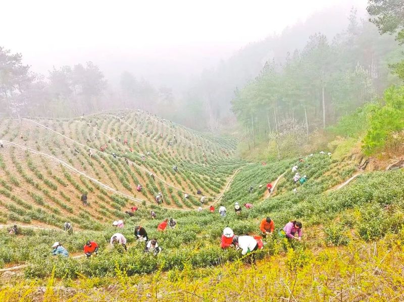 关于富水镇油坊岭村生态茶园采茶忙的资讯