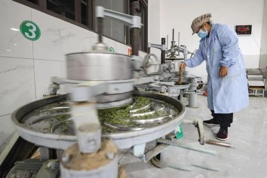 关于记者探访贵州贵定“云雾贡茶”制作技艺的消息(5)