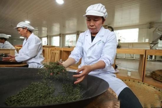 关于记者探访贵州贵定“云雾贡茶”制作技艺的消息(3)