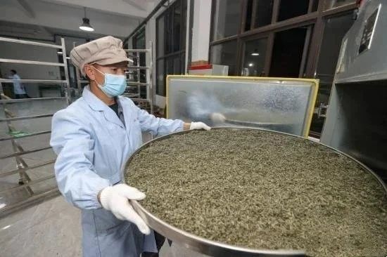 关于记者探访贵州贵定“云雾贡茶”制作技艺的消息(8)