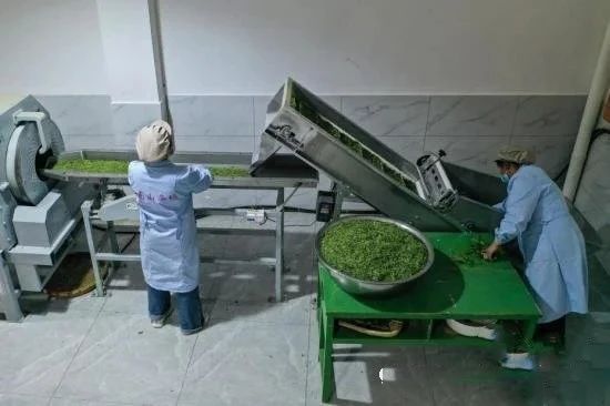 关于记者探访贵州贵定“云雾贡茶”制作技艺的消息(9)