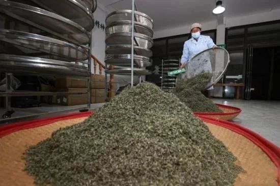 关于记者探访贵州贵定“云雾贡茶”制作技艺的消息(7)