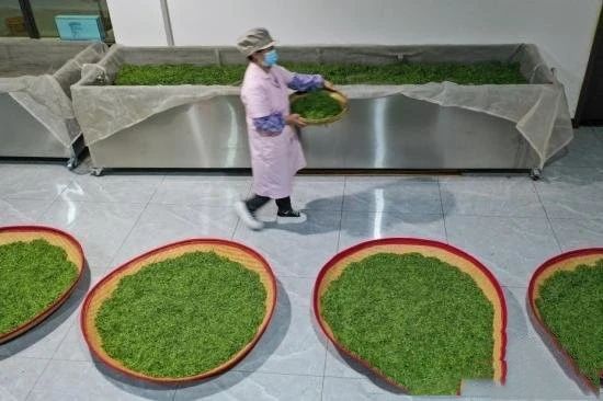 关于记者探访贵州贵定“云雾贡茶”制作技艺的消息