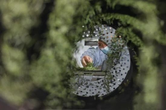 关于记者探访贵州贵定“云雾贡茶”制作技艺的消息(1)