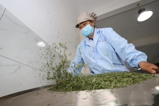 关于记者探访贵州贵定“云雾贡茶”制作技艺的消息(2)