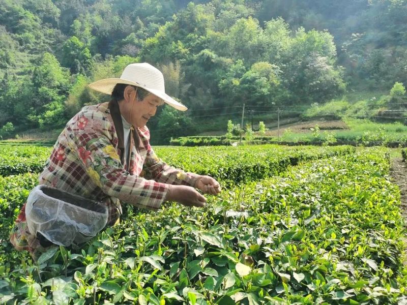 有关于卡子镇：最是一年春好处，唯有春茶不可负！的新闻(6)