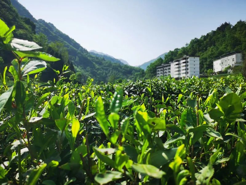 有关于卡子镇：最是一年春好处，唯有春茶不可负！的新闻(1)