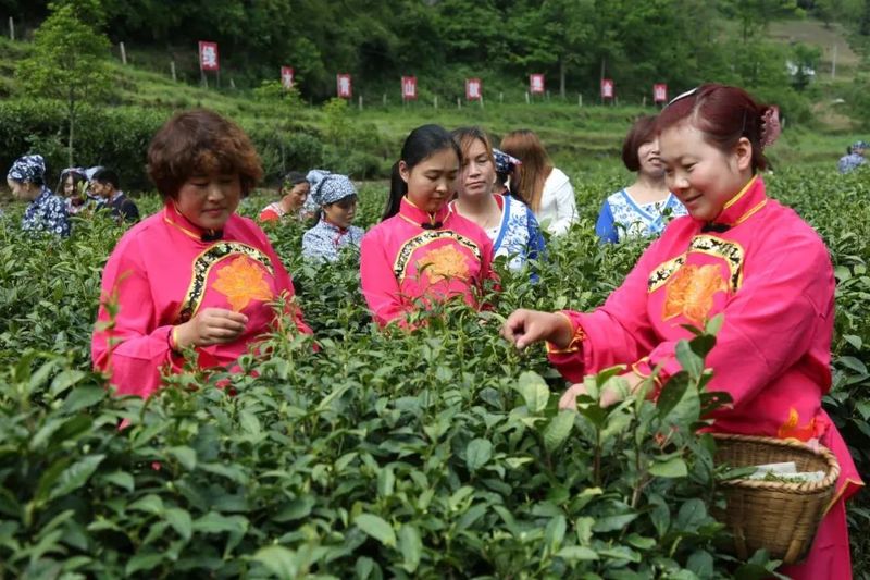 有关于卡子镇：最是一年春好处，唯有春茶不可负！的新闻(7)