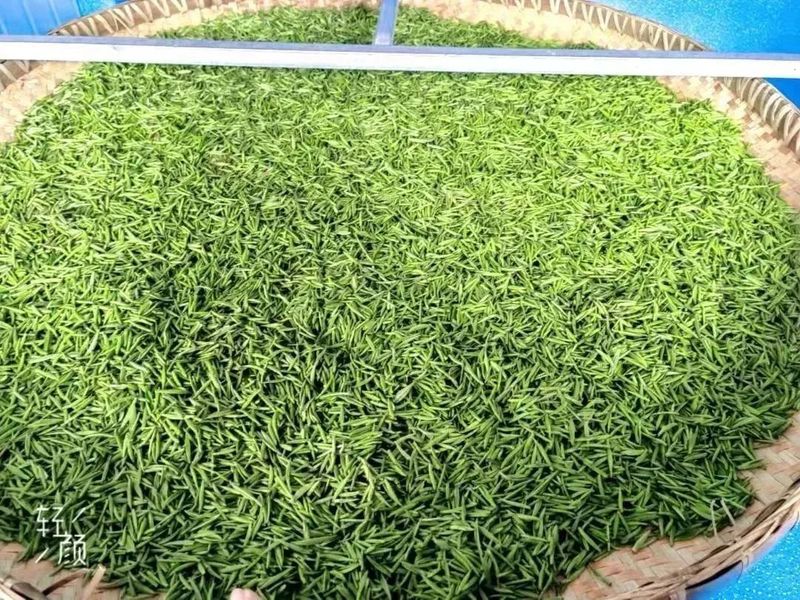 有关于卡子镇：最是一年春好处，唯有春茶不可负！的新闻(8)