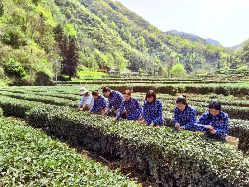 有关于卡子镇：最是一年春好处，唯有春茶不可负！的新闻(2)