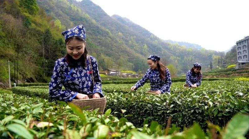 有关于卡子镇：最是一年春好处，唯有春茶不可负！的新闻(3)