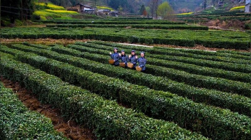 有关于卡子镇：最是一年春好处，唯有春茶不可负！的新闻(4)