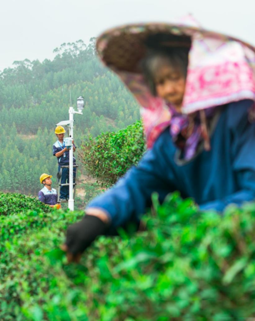 有关于贵港：5G技术助力茶产业数字化转型及产业链延伸的信息
