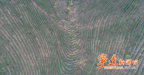 关于宁远：博士把脉“瑶乡”茶产业 助力产业发展的资讯(3)