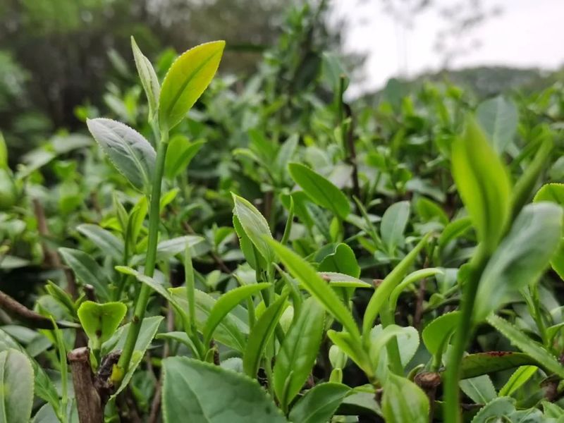 有关于武江龙归：致富春茶上市，迎来新“硒”望的相关内容