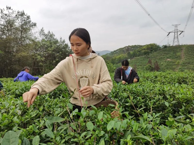 有关于武江龙归：致富春茶上市，迎来新“硒”望的相关内容(1)