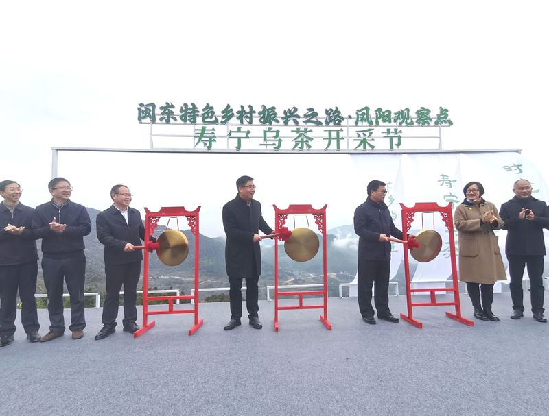 有关于“闽东特色乡村振兴之路·凤阳观察点”寿宁乌茶开采节举办的信息(4)