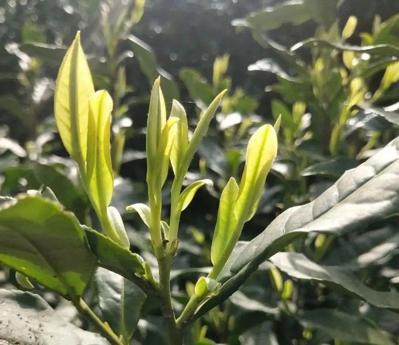 有关于安吉白茶多少钱一斤2023的内容