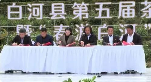 有关于陕西白河县10万亩富硒茶进入采茶季的内容(2)