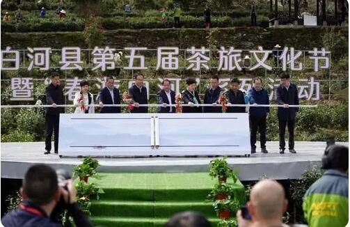 有关于陕西白河县10万亩富硒茶进入采茶季的内容(1)