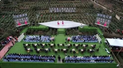 有关于陕西白河县10万亩富硒茶进入采茶季的内容