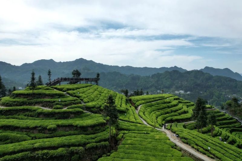 有关于宜昌邓村创“茶文化茶产业茶科技”统筹发展示范乡的相关内容(1)