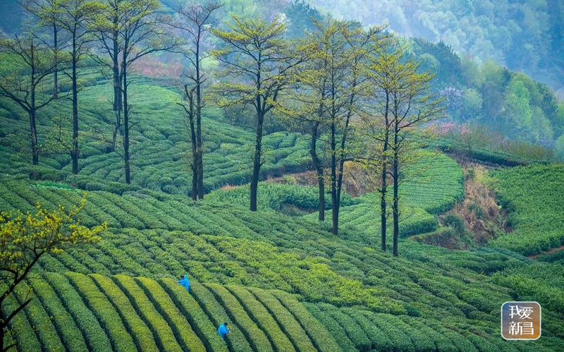 有关于今年茶文化节有新亮点 打造精品茶叶 唱响“天姥茶禊”文化IP的最新消息