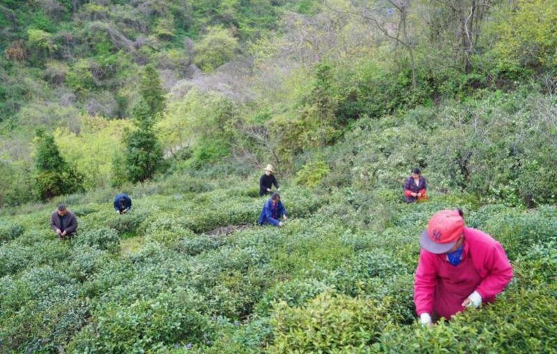 关于铜陵市铜官区：明前茶飘香茶农采摘忙的最新消息(1)