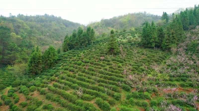 关于铜陵市铜官区：明前茶飘香茶农采摘忙的最新消息