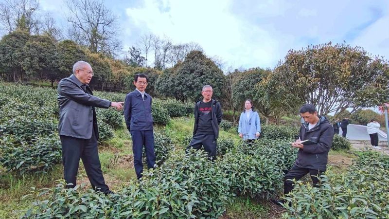 关于​罗祖新率队赴遵义市凤冈县、正安县、湄潭县考察学习新型工业化和茶产业发展的最新消息