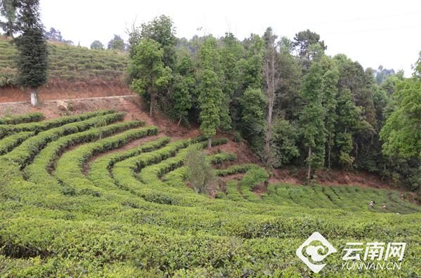 有关于元江：茶学专家为茶农“传经送宝”的信息(2)