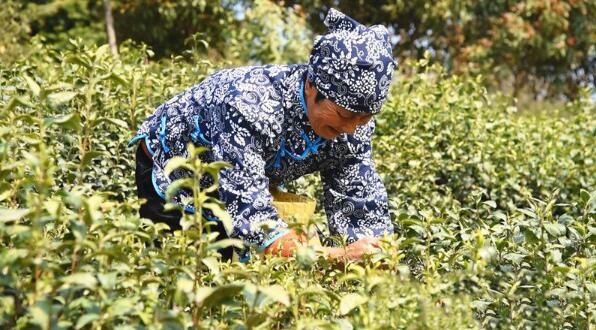 有关于谷城县盛康镇:茶园吐新绿 头茶采摘忙的信息(2)