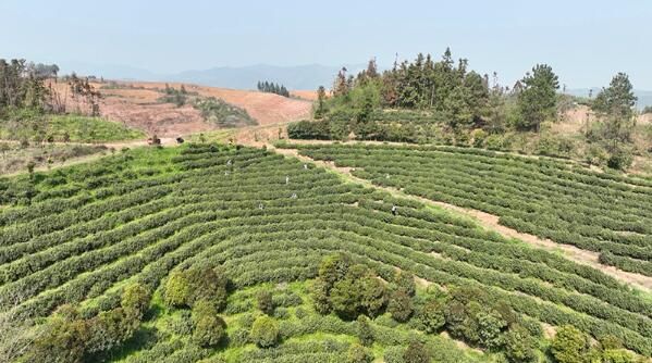 有关于谷城县盛康镇:茶园吐新绿 头茶采摘忙的信息