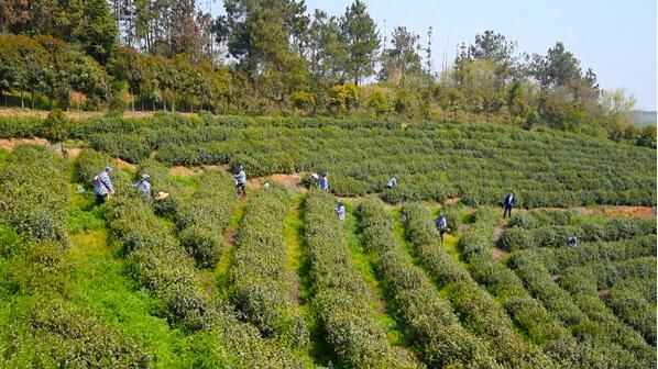 有关于谷城县盛康镇:茶园吐新绿 头茶采摘忙的信息(6)