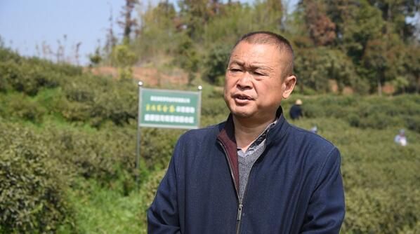 有关于谷城县盛康镇:茶园吐新绿 头茶采摘忙的信息(3)