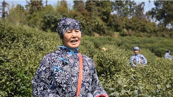 有关于谷城县盛康镇:茶园吐新绿 头茶采摘忙的信息(7)