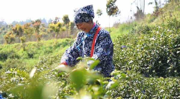 有关于谷城县盛康镇:茶园吐新绿 头茶采摘忙的信息(1)