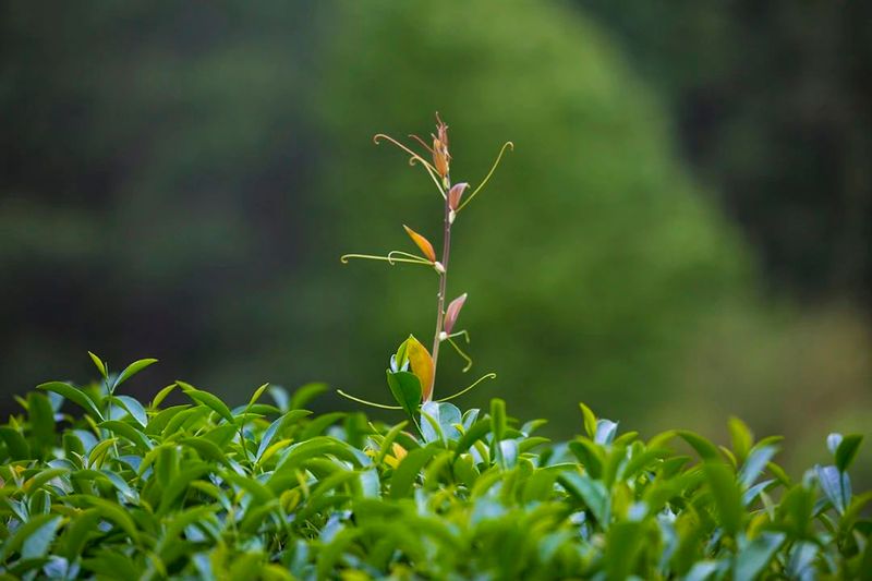 有关于2023年武夷茶什么时候开采？釆制时间、标准参考表来啦！的相关信息(6)