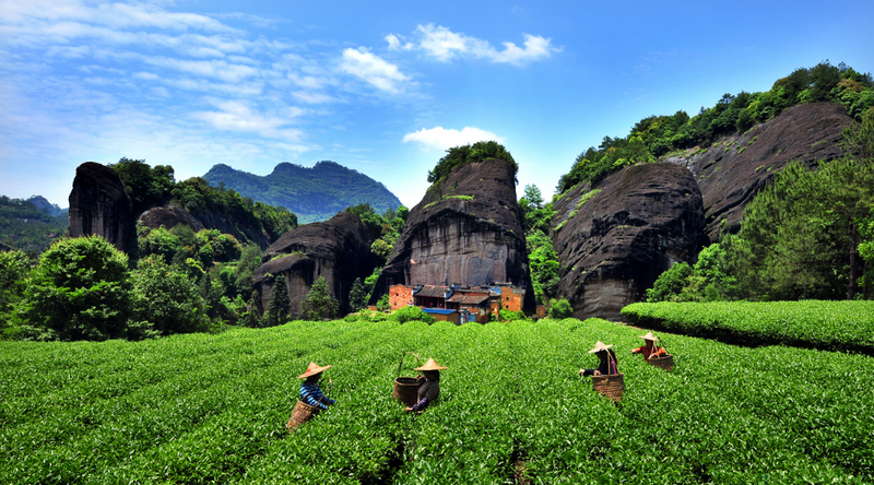 有关于2023年武夷茶什么时候开采？釆制时间、标准参考表来啦！的相关信息(5)