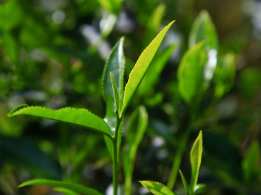 有关于2023年武夷茶什么时候开采？釆制时间、标准参考表来啦！的相关信息(3)