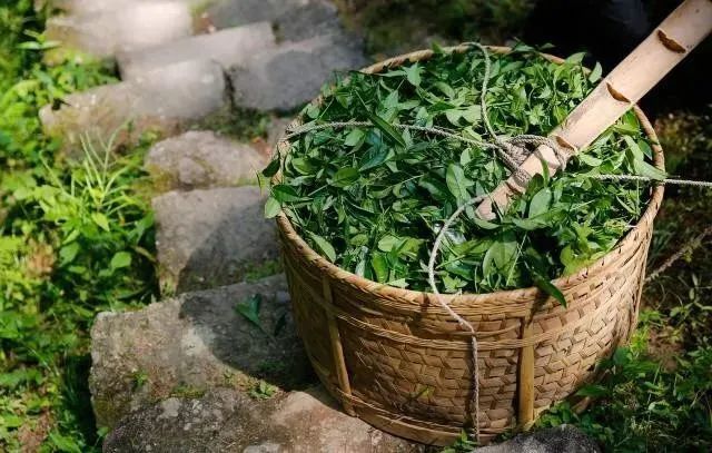 有关于2023年武夷茶什么时候开采？釆制时间、标准参考表来啦！的相关信息(4)