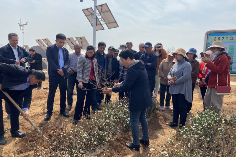 有关于青岛西海岸新区加强春季茶园管护 助力茶产业提质增效的消息