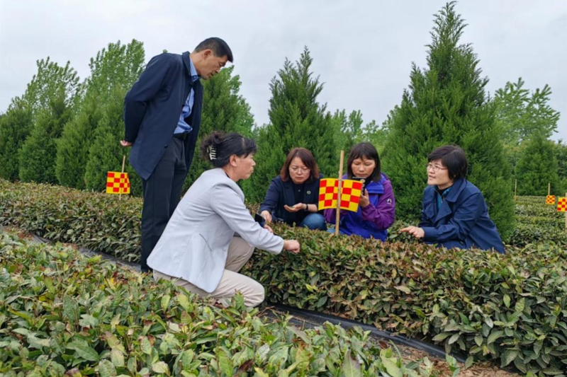 有关于青岛西海岸新区加强春季茶园管护 助力茶产业提质增效的消息(1)