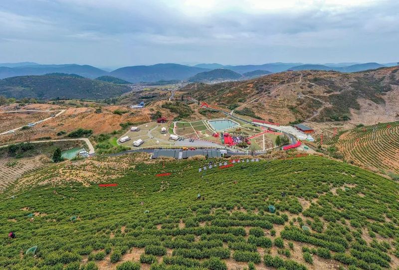 关于小茶叶大产业 打造武宁乡村振兴绿色新名片的相关内容(1)